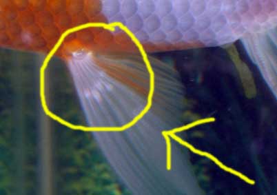 White spots on my fishes' tails  Freshwater Fish Disease and Health Forum