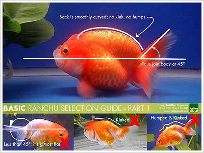 Lets go back to the bAsic ( how to choose a nice ranchu) - Arofanatics ...